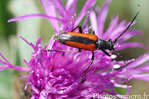 Leptura melanura (femelle)